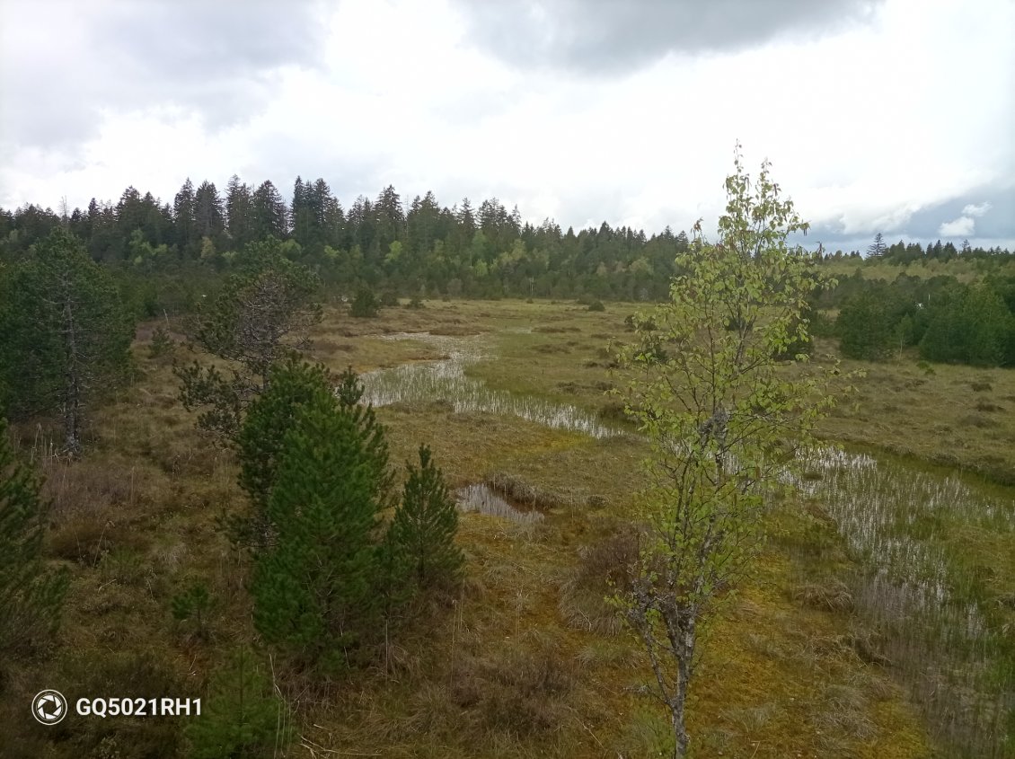 Les tourbières de Frasne, images scandinaves de la journée