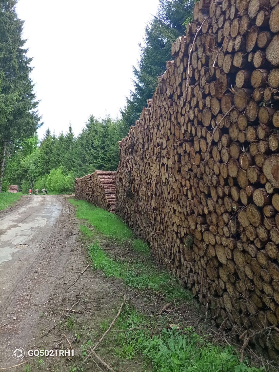 Nous traversons des zones forestières en cours d'exploitation