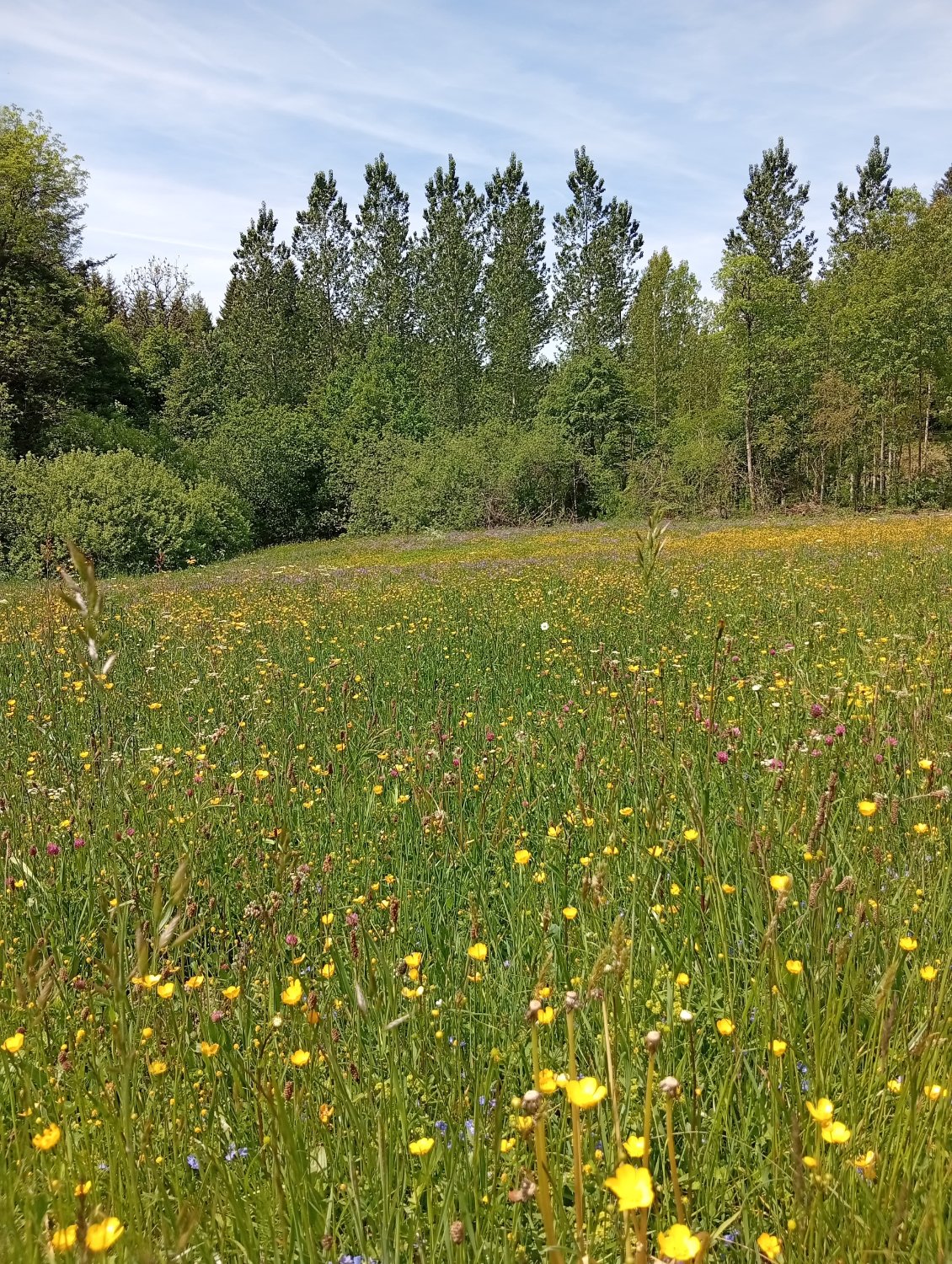 Du boulot pour les insectes