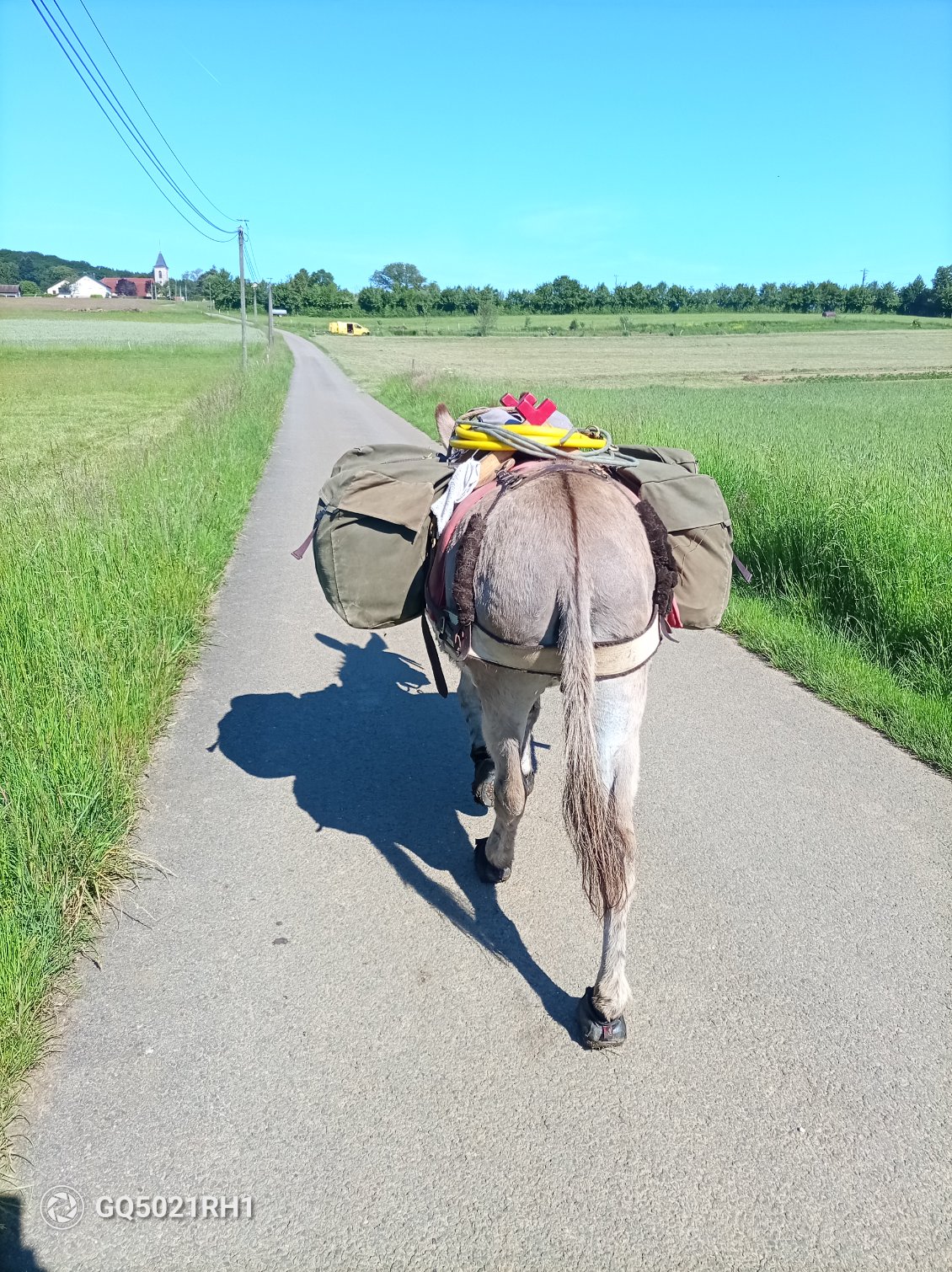 Pépito et Vanille s'amusent à grignoter quelques jeunes épis de blé et d'orge sur le bord des champs