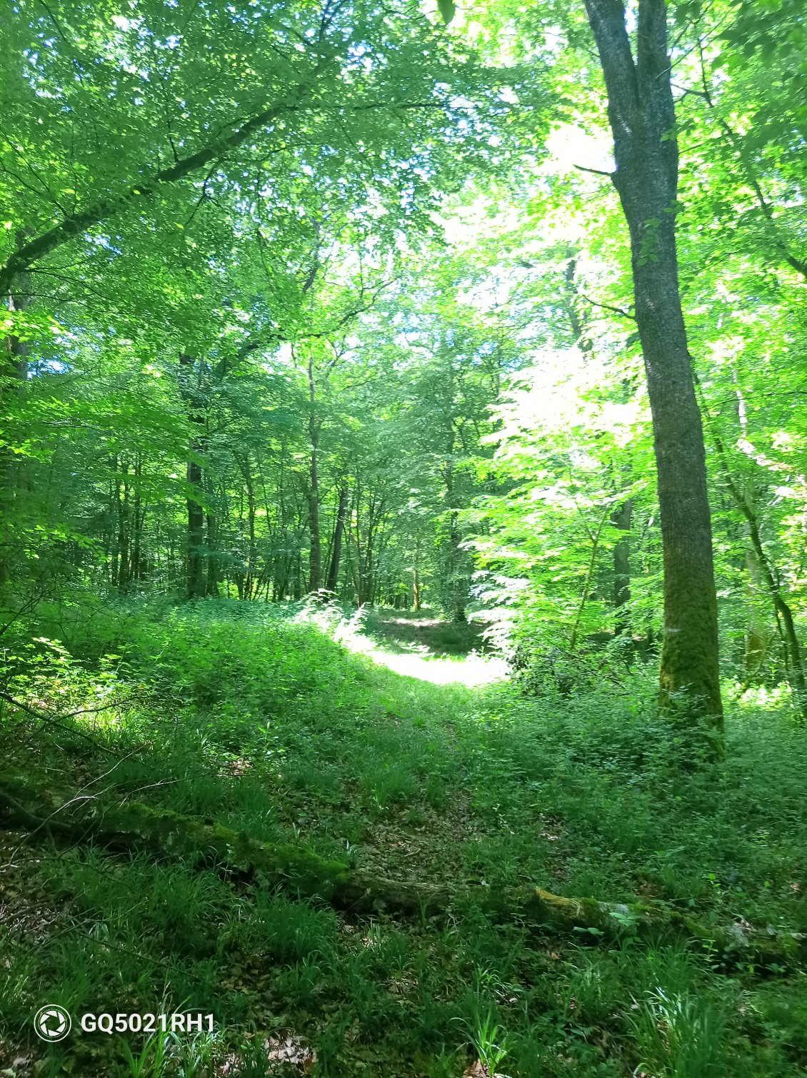Dans la forêt domaniale de Chaux, on fait le plein de chlorophylle