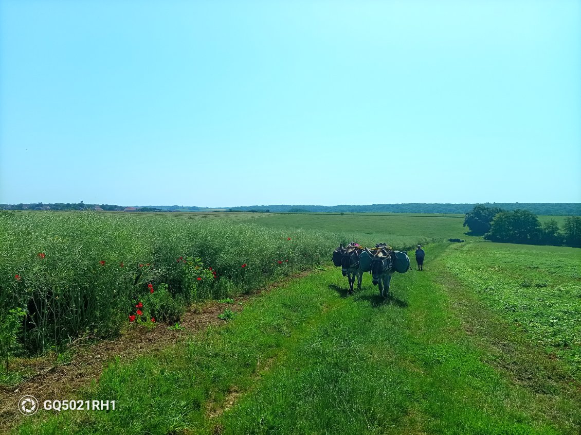 Nous passons au milieu des cultures,colza, blé, orge, sorgho et maïs qui sort à peine de terre