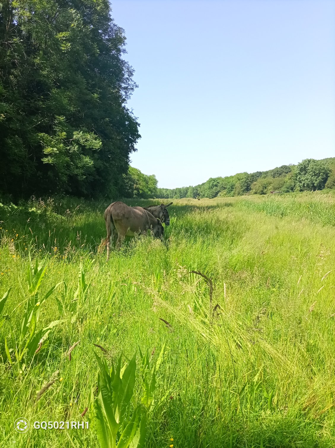 De l'espace et de l'herbe, les ânes sont ravis. Ces trois derniers jours ils étaient à l'attache avec de grandes longes.