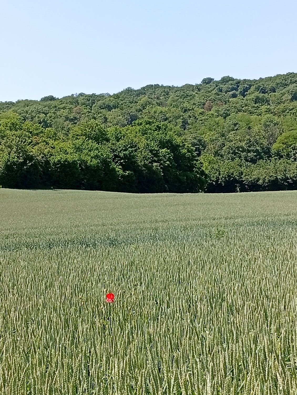 Solitude colorée