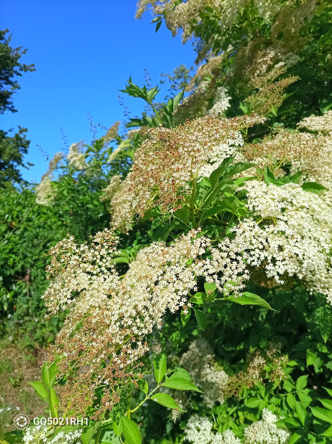 Le parfum des sureaux et le vrombissement des abeilles dans les acacias nous accompagnent sur la première partie du chemin