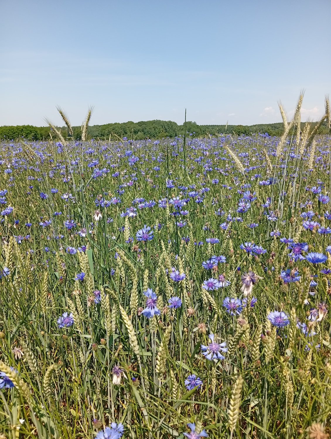 Après les coquelicots, les bleuets. Une grande explosion bleutée