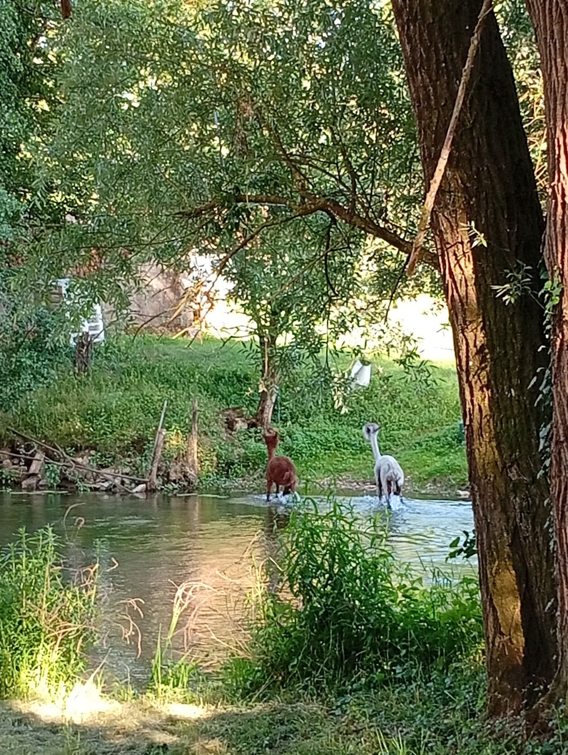 Les alpagas, nos voisins qui aiment se baigner la nuit