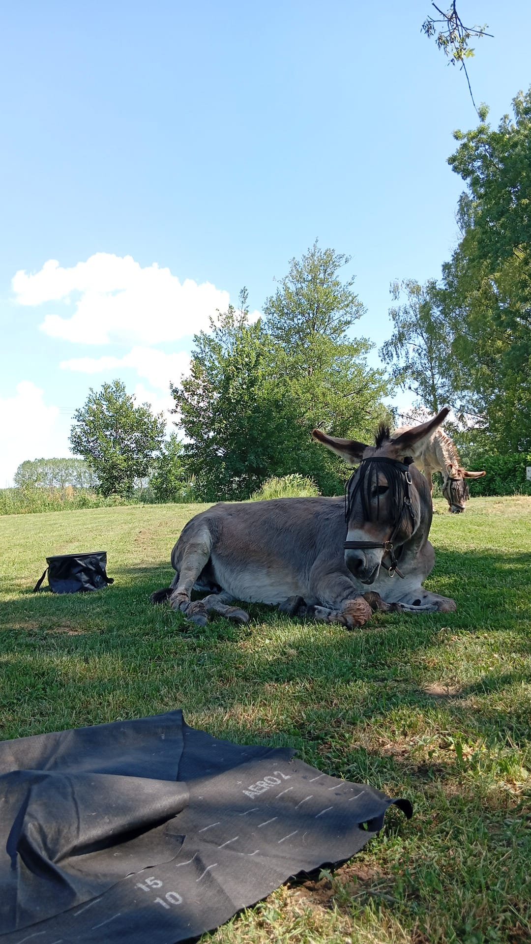 Sieste à l'ombre pendant que Pépito boulotte