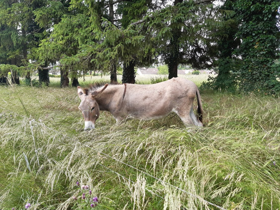 De l'herbe en abondance, dans un parc. De bonnes conditions pour un journée de récupération