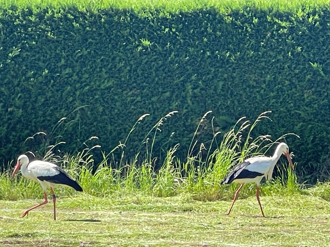 Cigognes