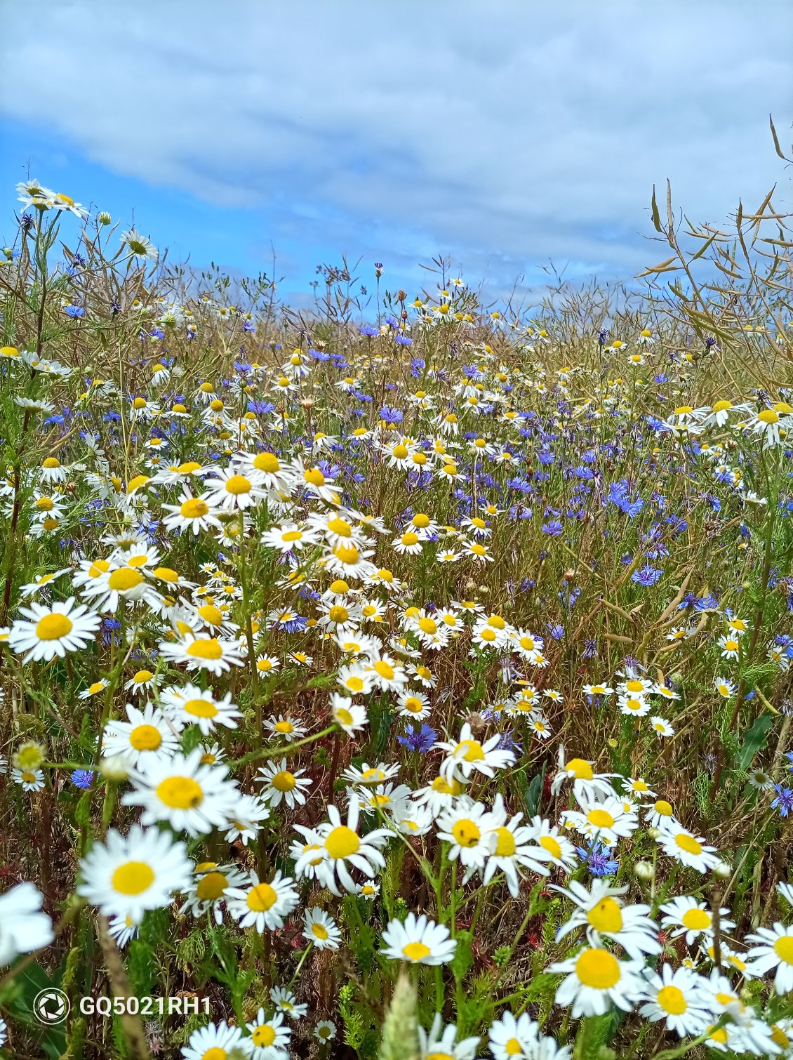 Puis, le soleil se fait une place entre les nuages pour faire exploser la couleur des fleurs