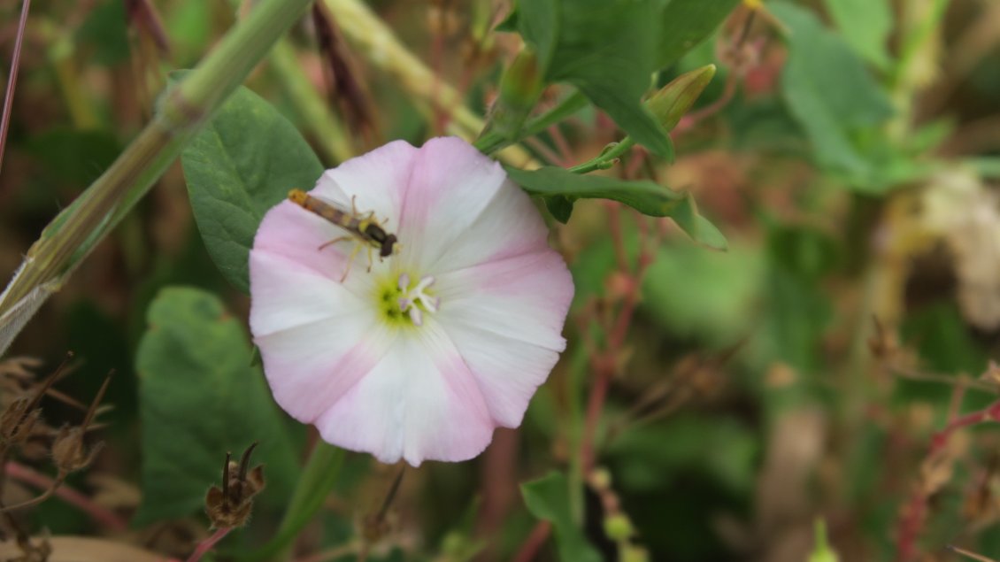 Nous voyons une fleur de liseron. Peut être que ce petit insecte se croit devant un berlingot de fête foraine