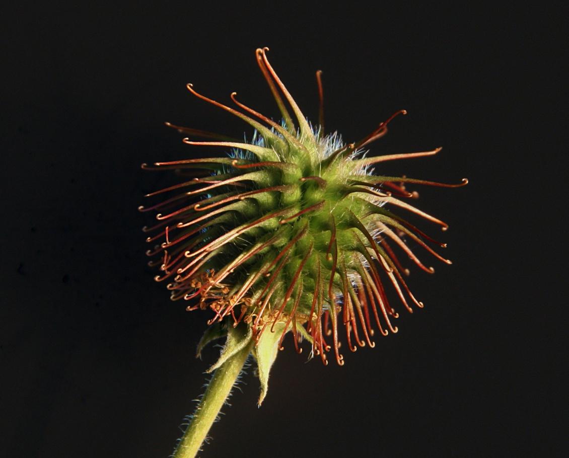 Photographie macro des
propagules de la benoite commune.
Photo : Zephyris / Wikimedia
Commons / CC BY-SA 3.0