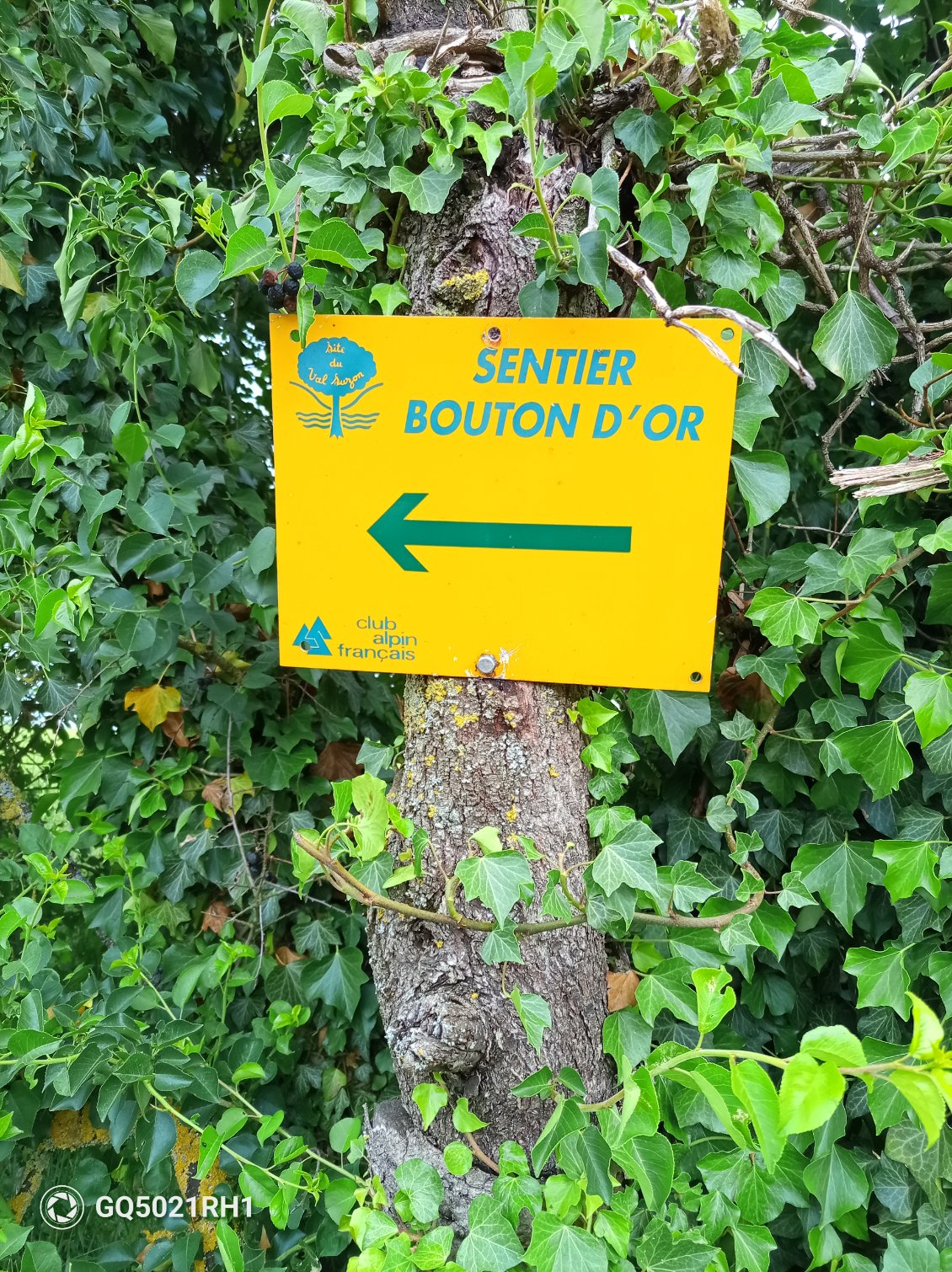 Nous empruntons le sentier du bouton d'or
