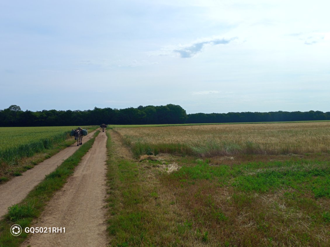 Le plateau