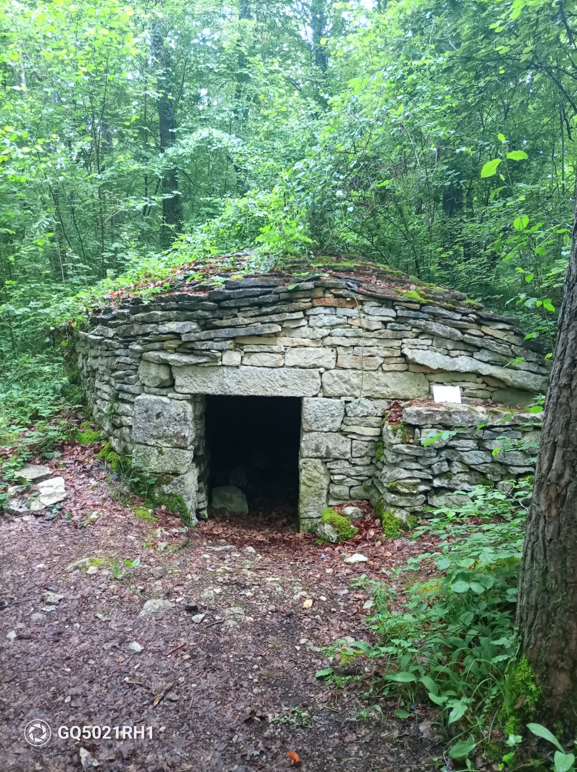 Une cabo lolte de berger qui se retrouve maintenant en forêt. Les paysages évoluent