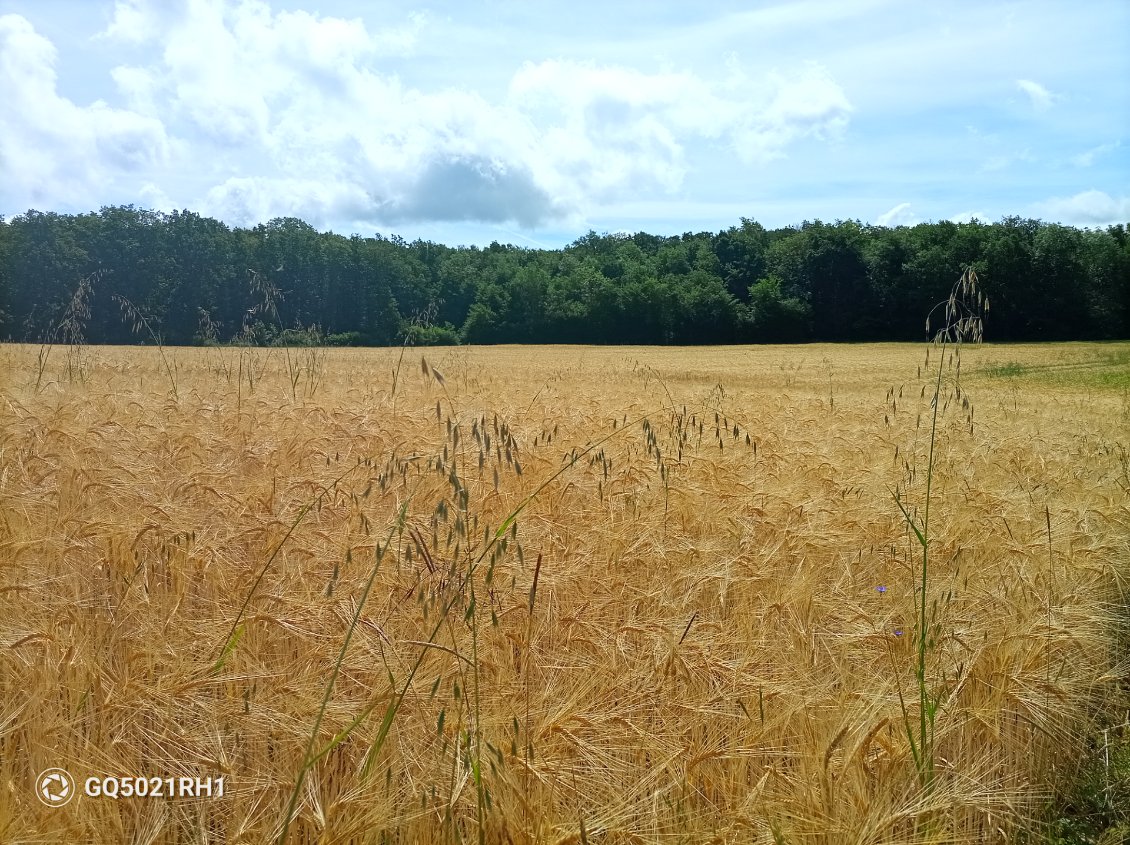 Blond comme l'orge, la moisson approche