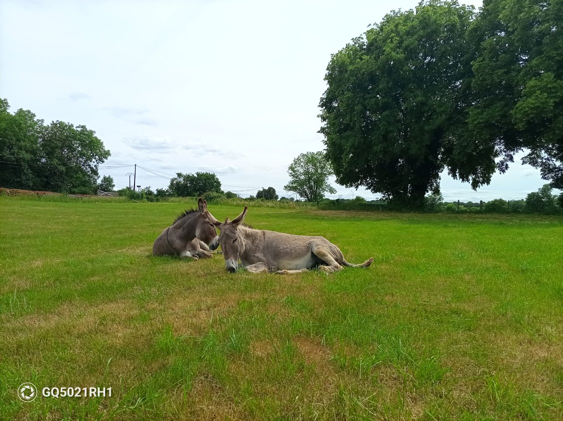 Il est l'heure du repos pour nos deux compagnons.
La tente est à 10 m, ils sont rassurés de notre présence, tout va bien