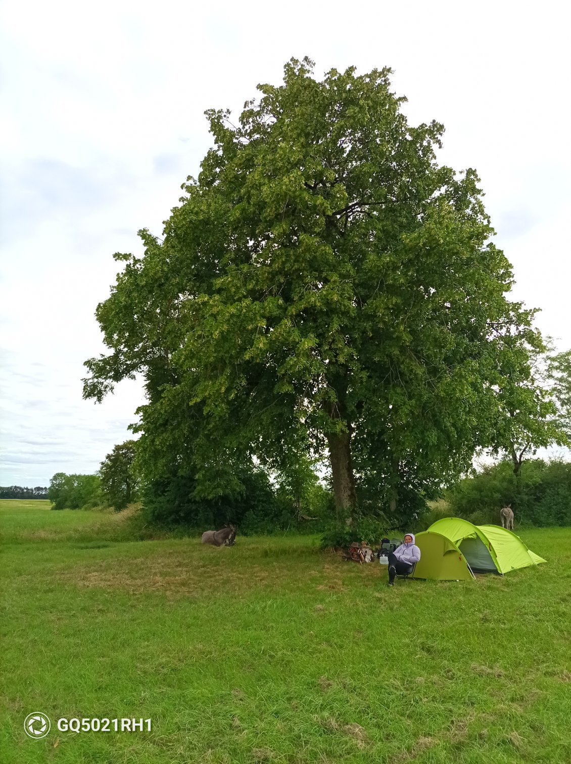 Coin de bivouac sous le grand tilleul qui bourdonne d'abeilles