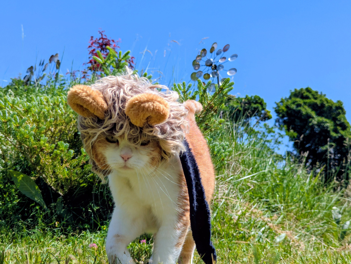 Ce magnifique déguisement de Potiron tient grâce à... un Velcro ! C'est dire s'il est partout !