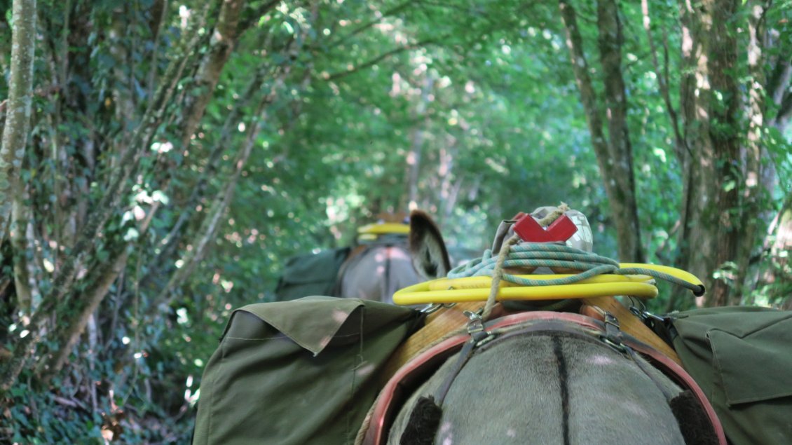 Nous circulons dans un tunnel de verdure. Il faut se frayer la place entre ronces et orties