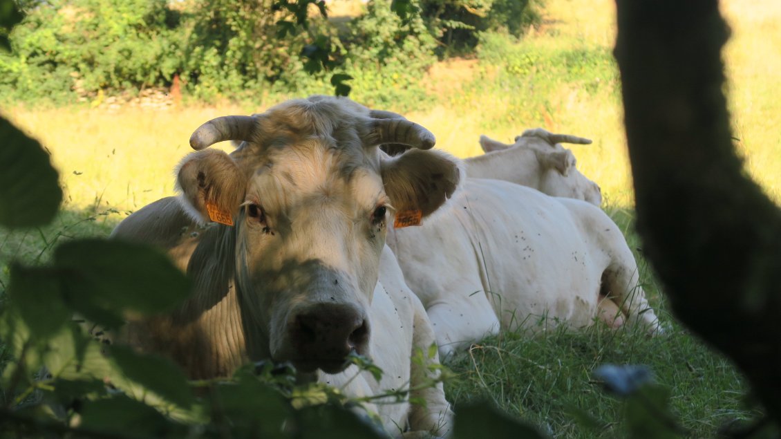 Même les vaches évitent les déplacements inutiles