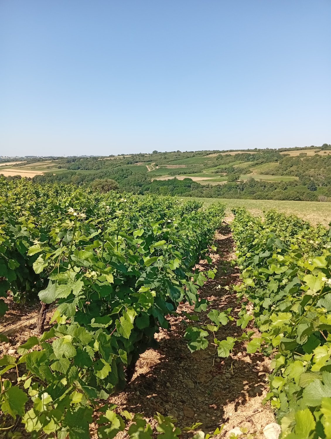 Nous traversons les vignes vers Mazenay