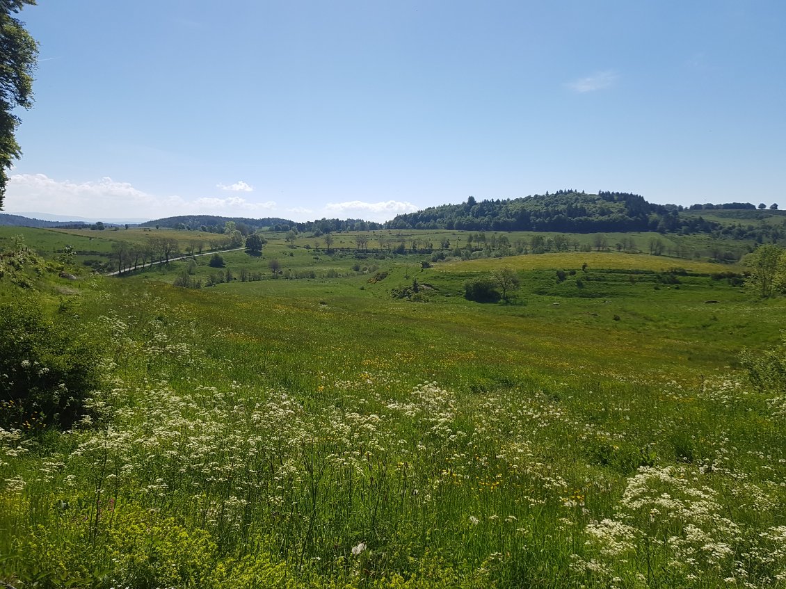 Dans l'Aubrac, les prairies sauvages sont reines !
