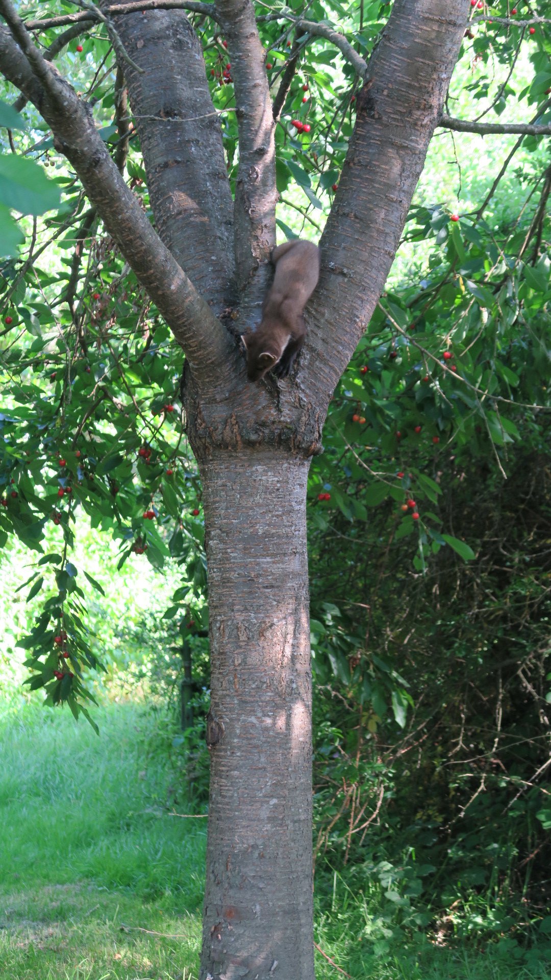 La mangeuse de cerises