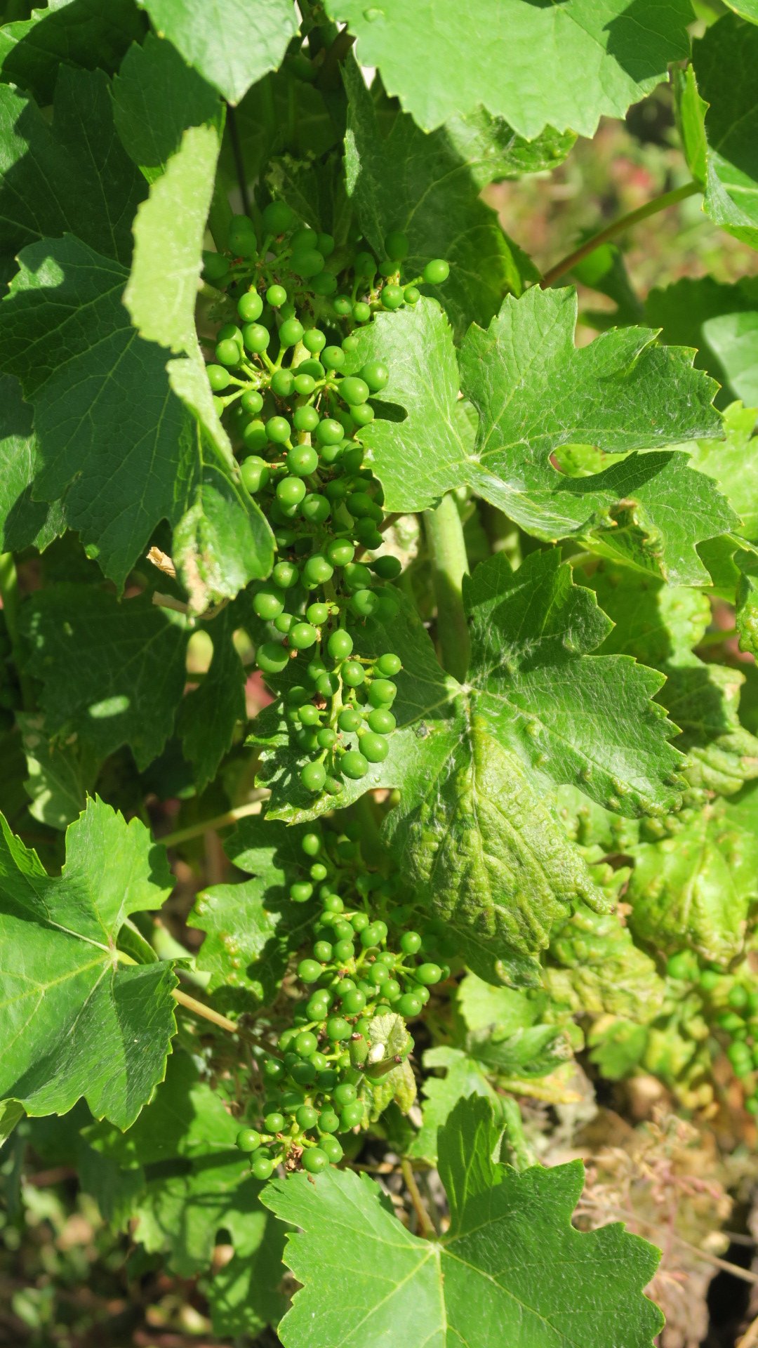 Des petites grappes prometteuses bien qu'elles soient précoces