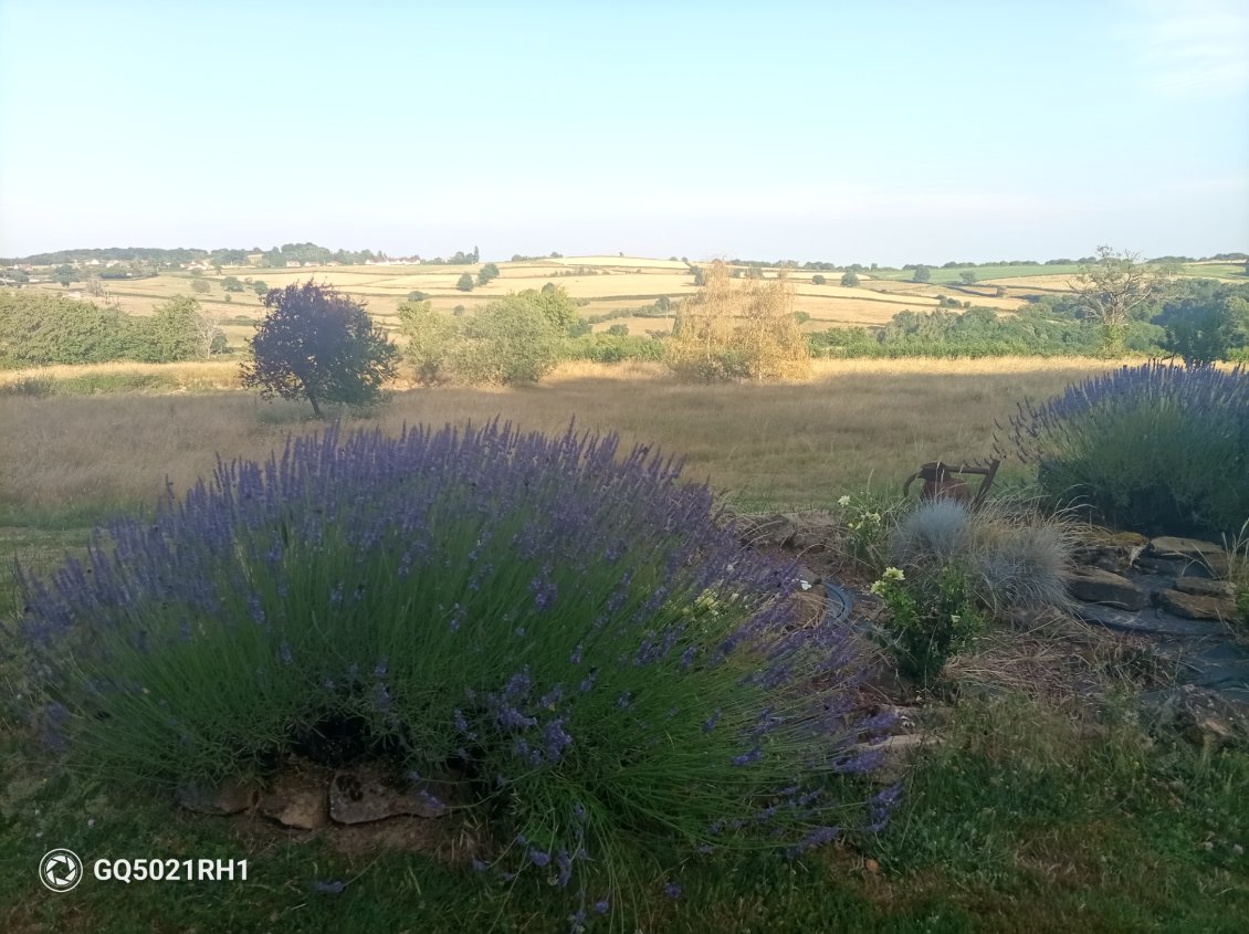 Le paysage de bocage grille sous le soleil, les lavandes adorent ça.