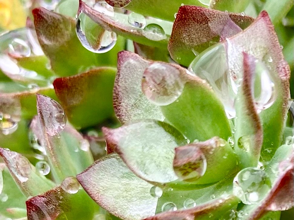 La beauté et la résilience de la flore de l'Arctique : le Rodhiola  - plante adaptogène d’exception, reconnue pour ses vertus stimulantes sur le corps et l’esprit. 