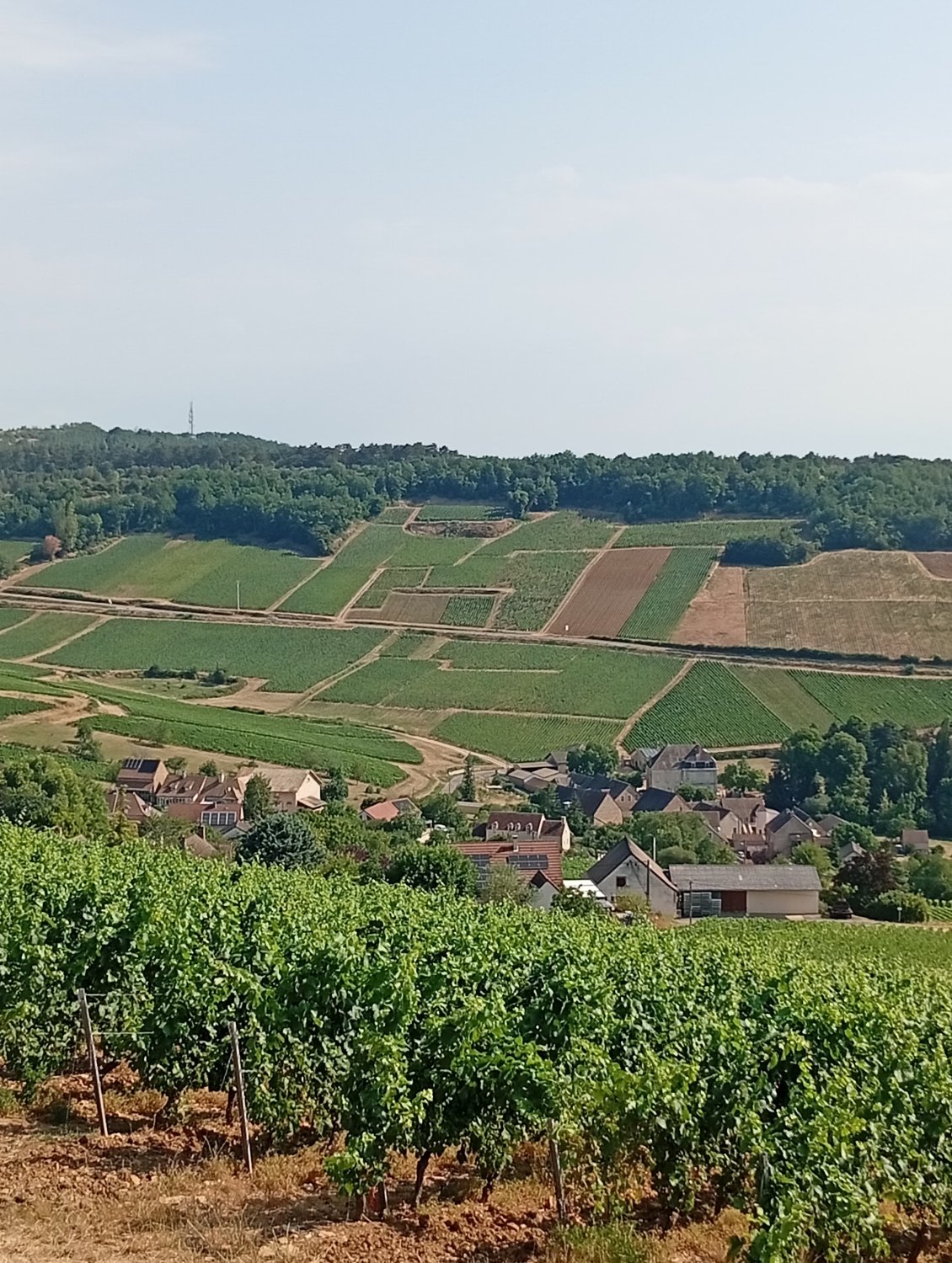 Patchwork viticole