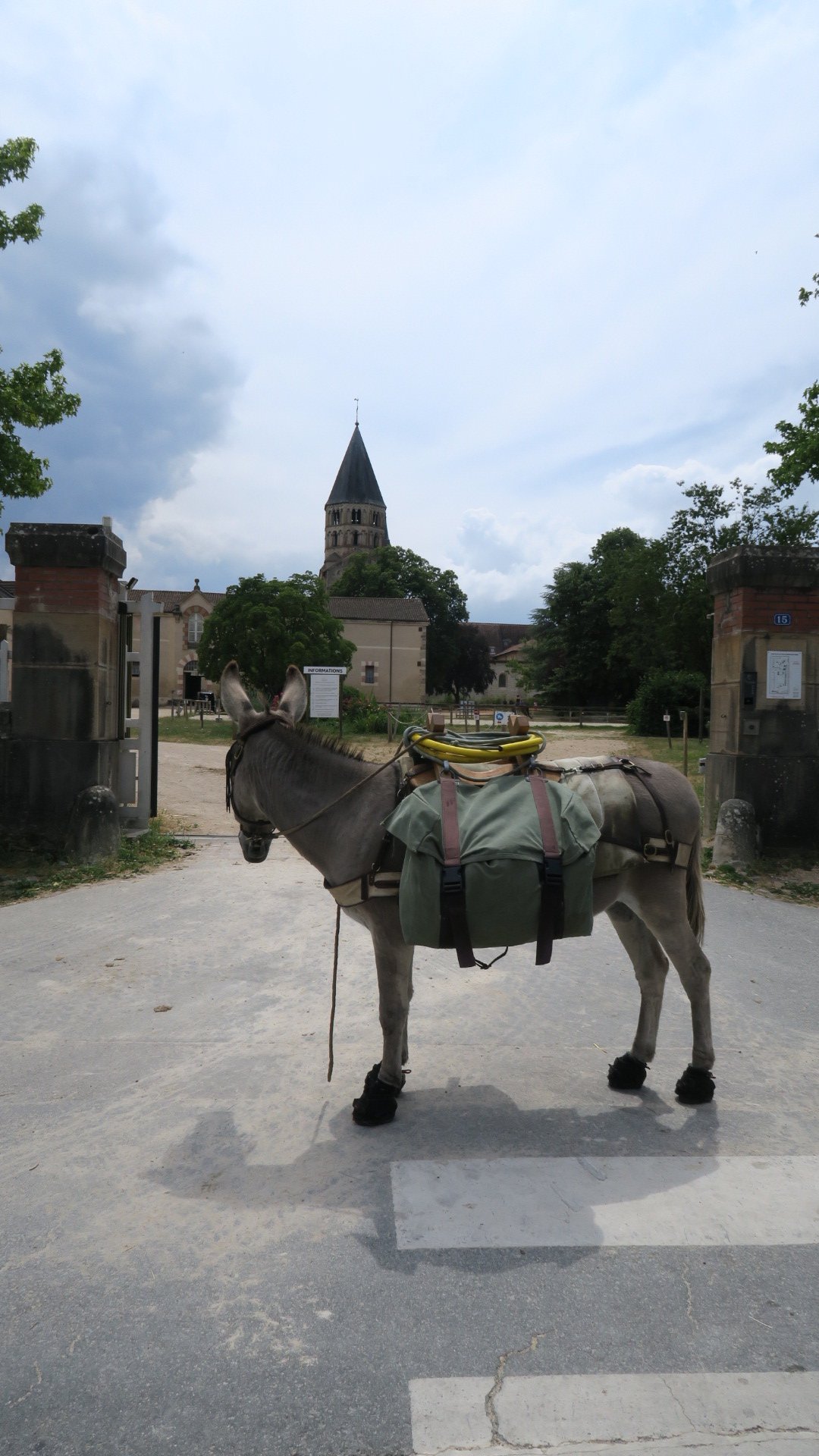 Pépito dubitatif devant les portes de l'ancien haras