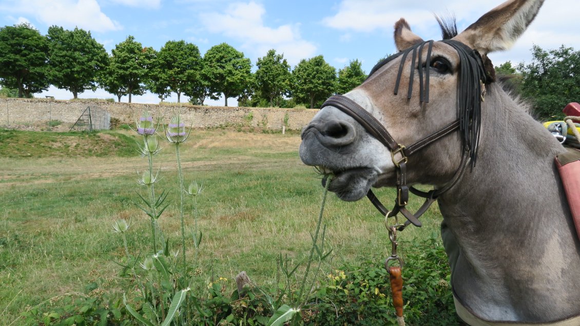 Leçon pour manger un chardon : saisir doucement avec les lèvres molles, amener délicatement la fleur vers les dents, croquer. DEGUSTER