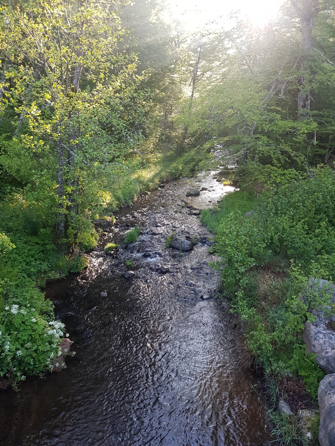 Du vert, de l'eau, tout va bien !