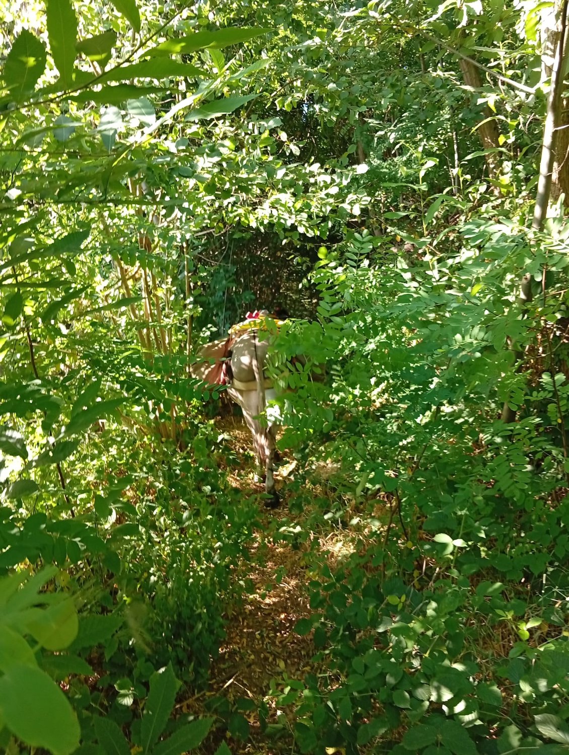 Le chemin de ce matin manquait d'entretien, il a fallu faire de la place à coups d'Opinel