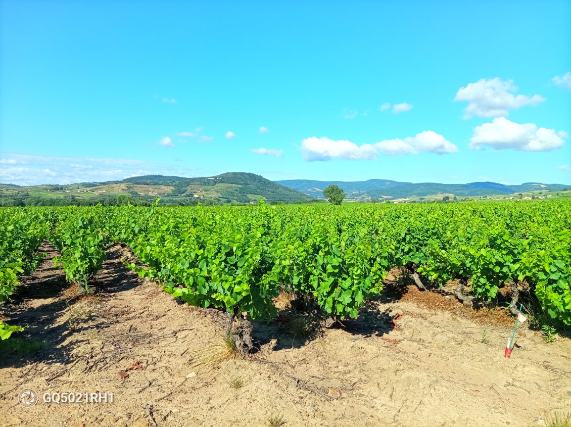 Le Beaujolais