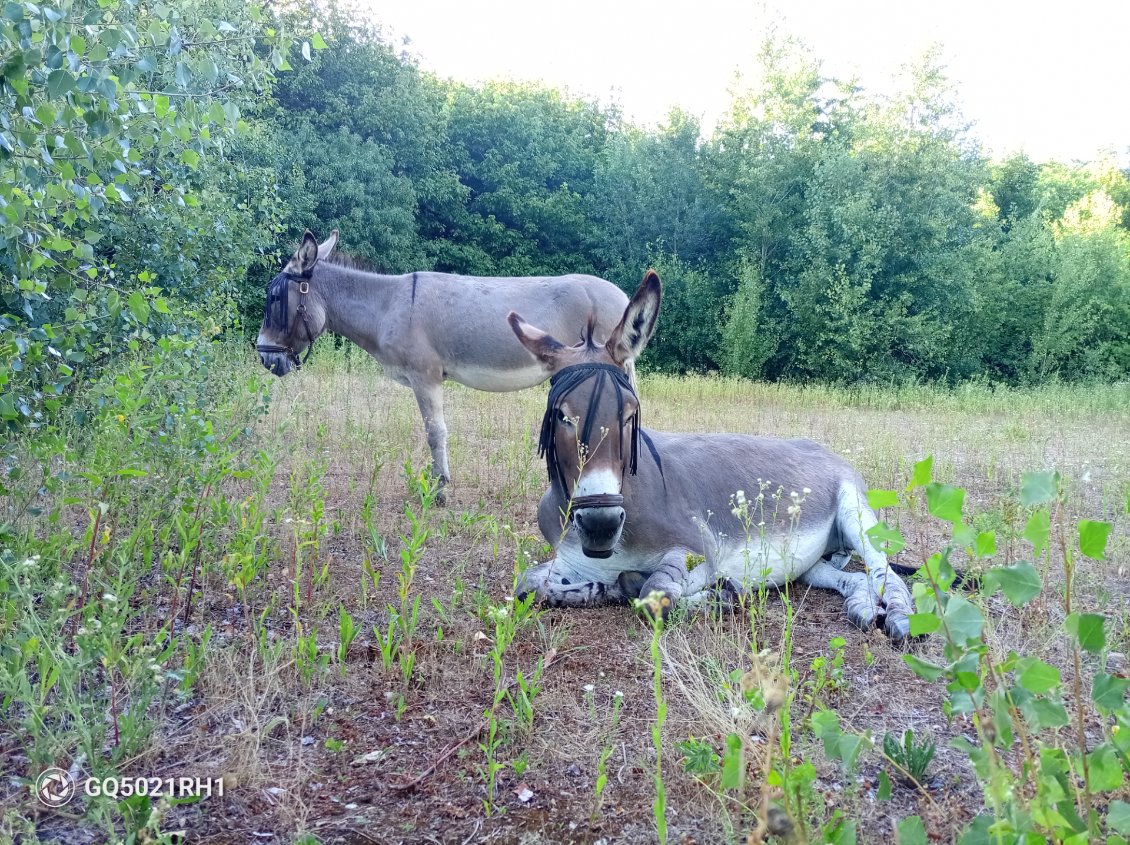 Au repos