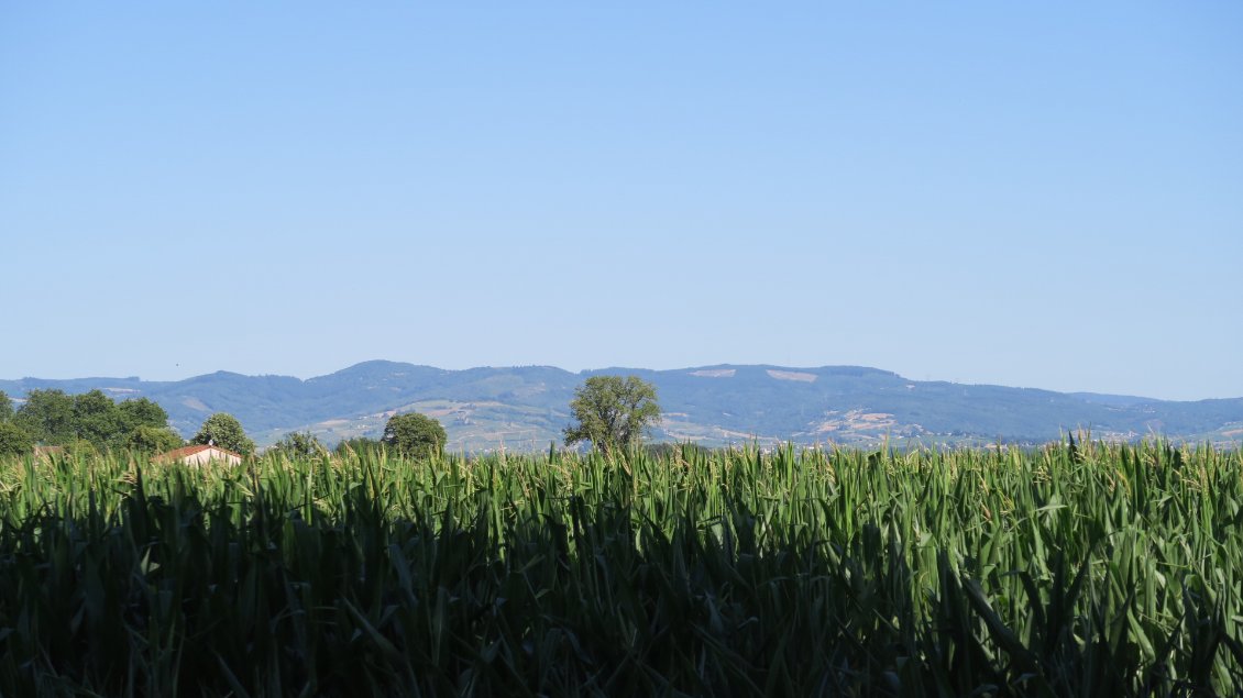 Le Beaujolais s'éloigne