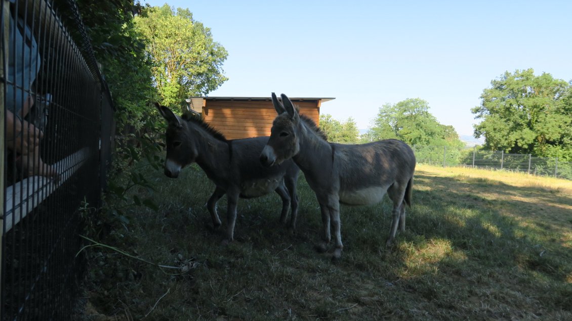 Rencontre de deux ânes nains magnifiques
Bien trop petits pour porter une charge et partir en voyage