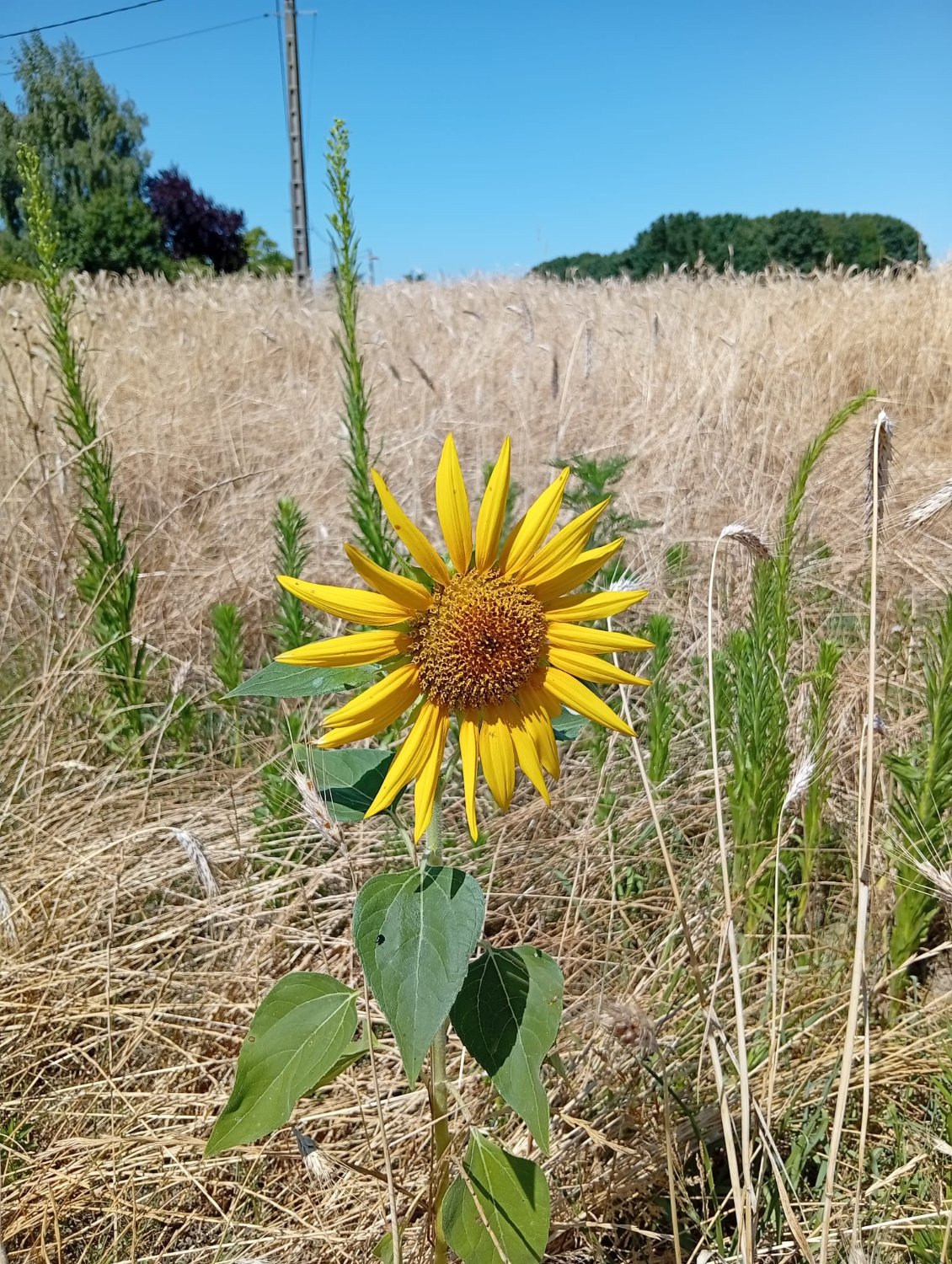 Première rencontre avec un tournesol fleuri