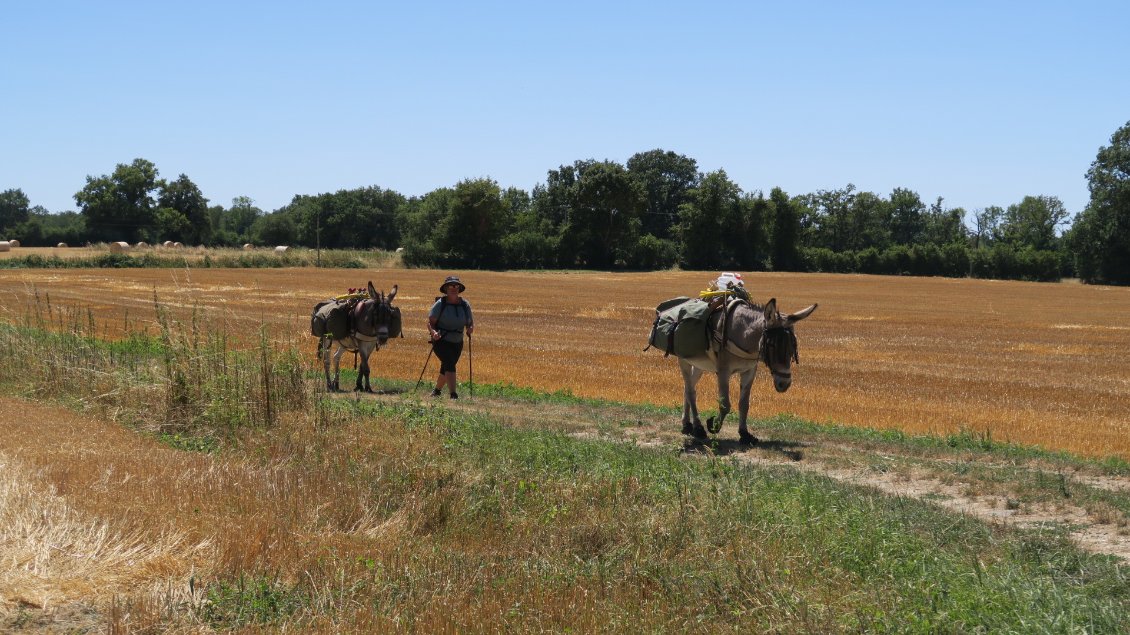 Les champs moissonnés renvoient encore plus de chaleur. En revanche il reste souvent du grain pour Pépito et Vanille