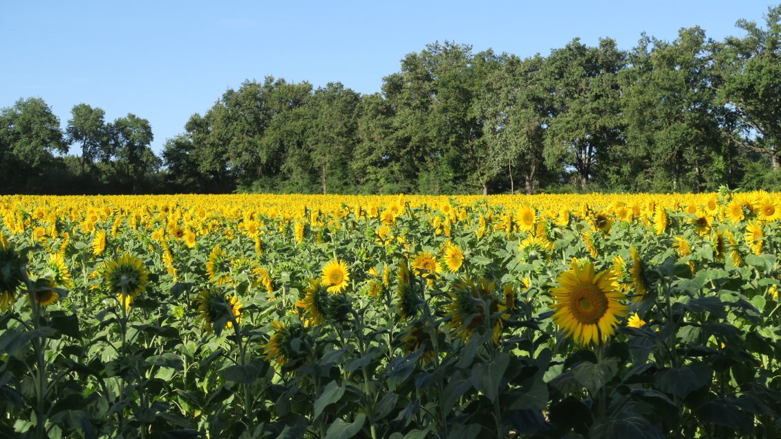 Premier champ de tournesols en fleur