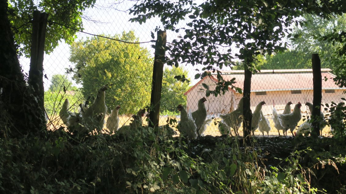 Les volailles de Bresse élevées en plein air. Nous les voyons en activité sportive, capture de sauterelles et course poursuite...