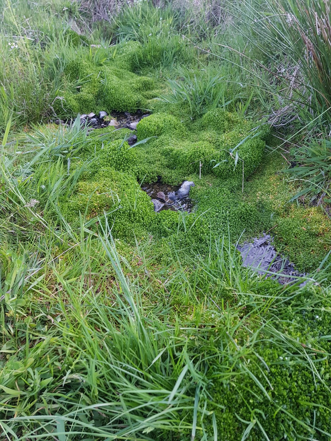Infime clapotis d'une source sourdant délicatement d'entre les mousses.