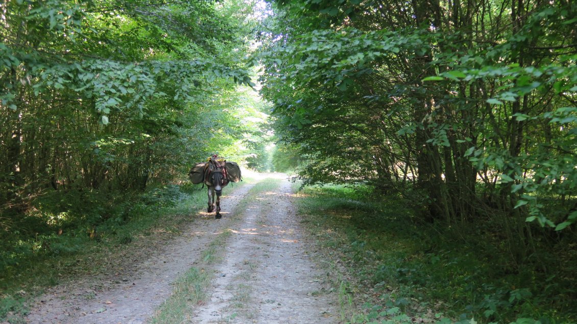 Le long des sommières de la forêt domaniale de Seillon au sud de Bourg en Bresse