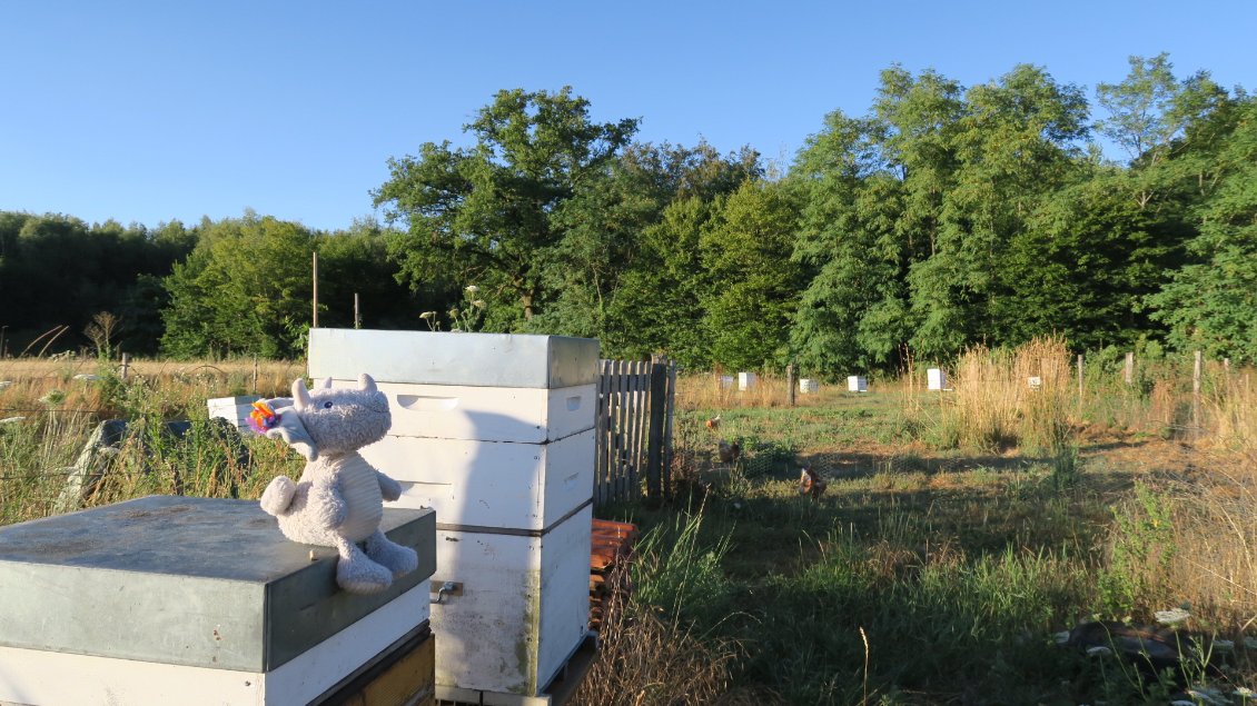 Dina découvre les abeilles