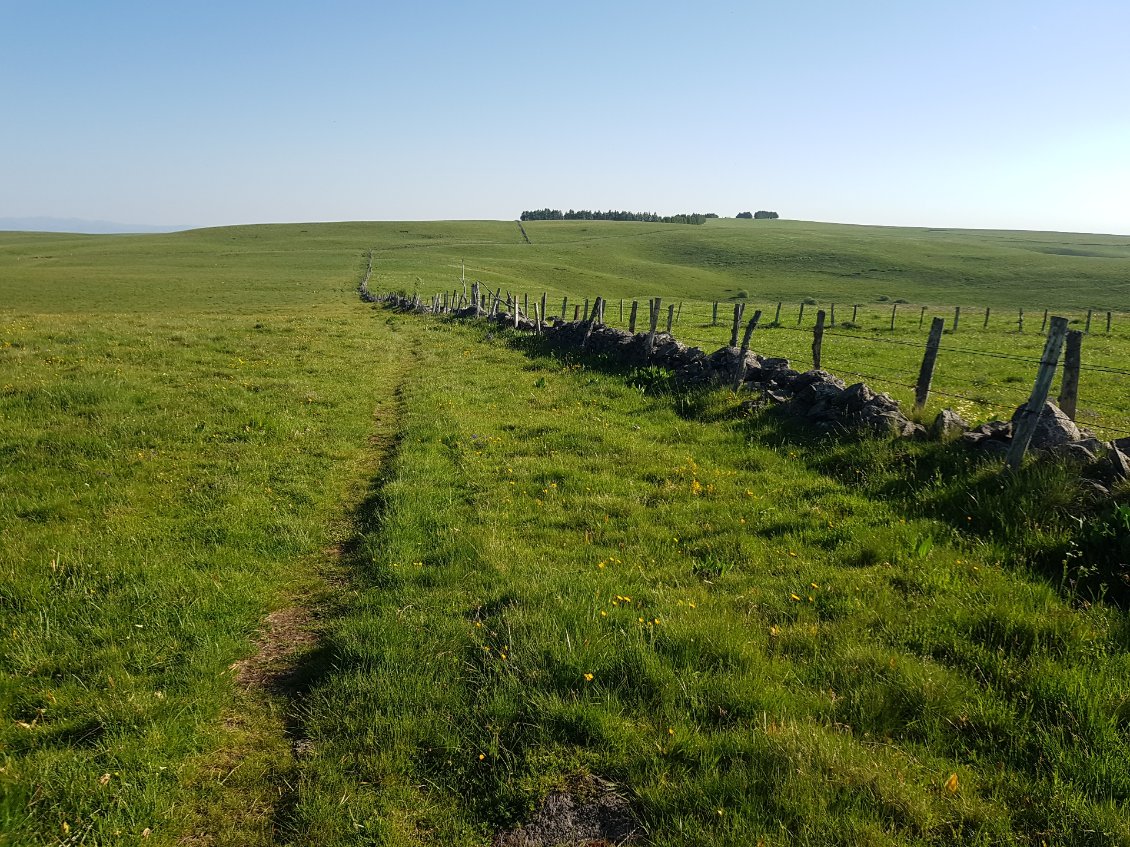 Un echainement de prairies à vaches sans aucune ombre !