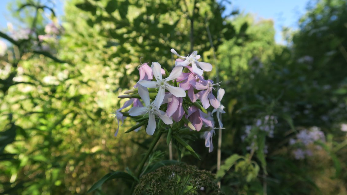 Saponaire, la plante à savon